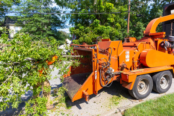 Best Tree Care Services  in USA